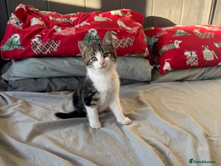 Mixed Breed cats 2 Beautiful Boys - Ready Now! - Advert 1