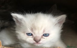 Siberian cats for sale: Adorable Siberian Neva Kittens - Image 4