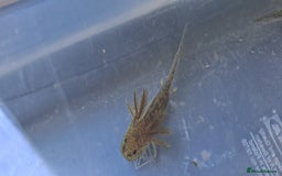 Axolotl reptiles for sale: Axolotls  - Image 9
