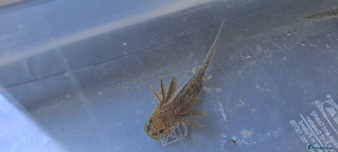 Axolotl reptiles for sale: Axolotls  - Image 9