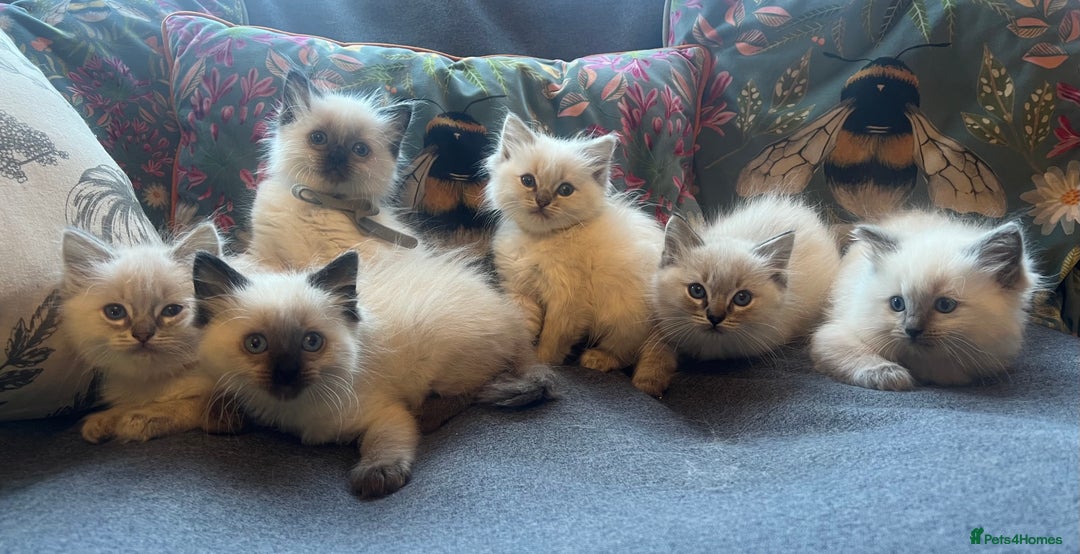 Ragdoll cats for sale: Stunning ragdoll kittens for forever homes  - Advert 10