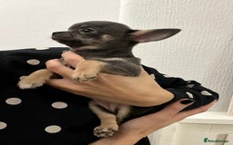 Chihuahua dogs for sale: Pure bred Chihuahua puppies - Image 13