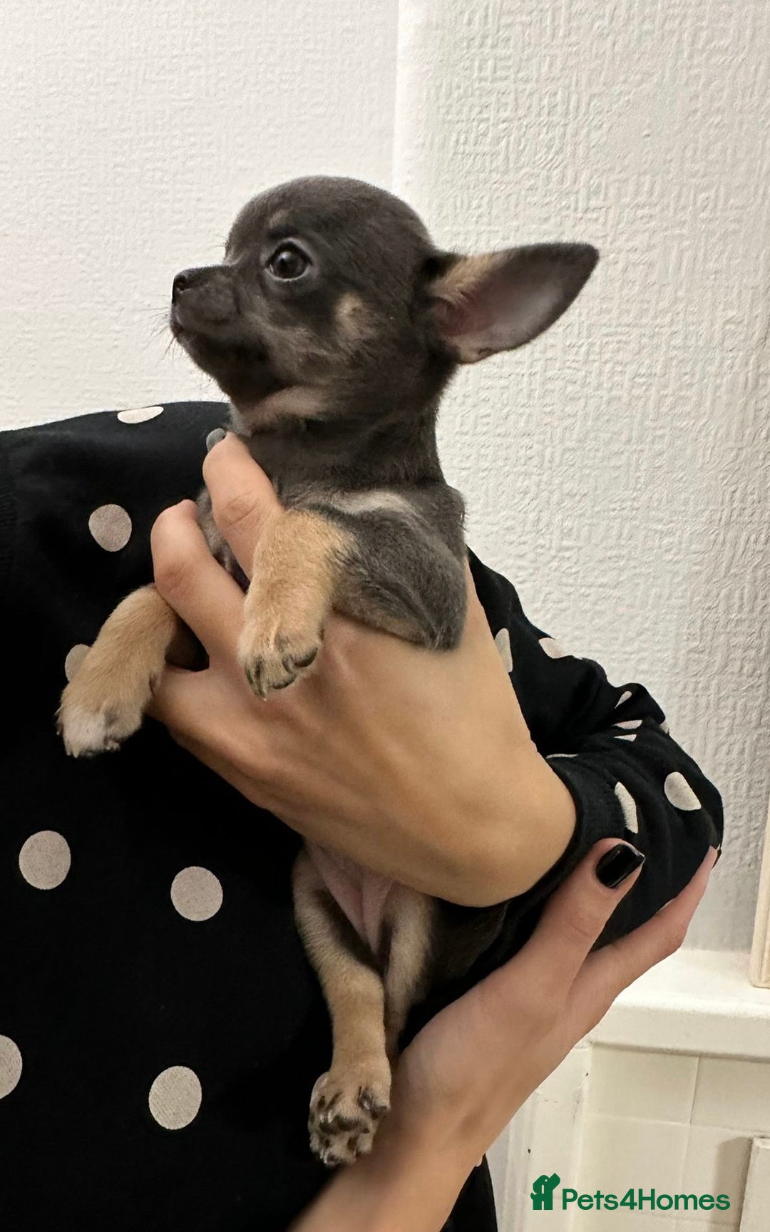 Chihuahua dogs for sale: Pure bred Chihuahua puppies - Image 13
