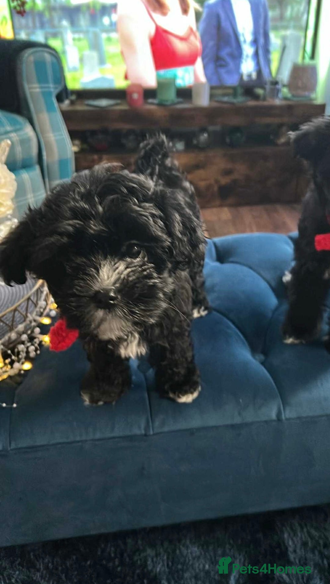 Mixed Breed dogs for sale: Maltese cross Chinese crested puppies for sale - Advert 2