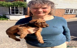 Irish Terrier dogs for sale: Irish Terrier pups expected early December  - Image 23
