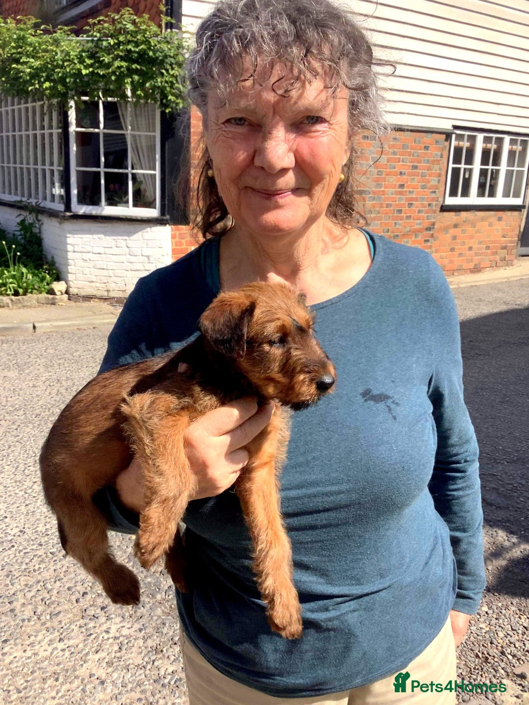 Irish Terrier dogs for sale: Irish Terrier pups expected early December  - Image 23