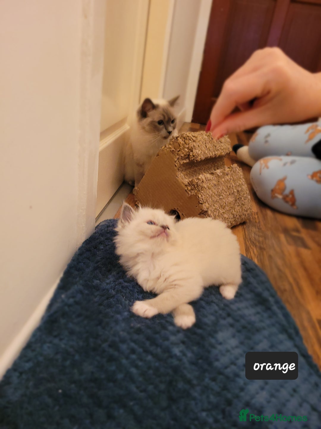 Ragdoll cats for sale: Ragdoll kittens - Advert 8