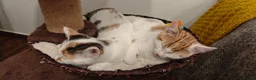 Mixed Breed cats for sale: Ginger-and-white boys and one Clico girl - Advert 21