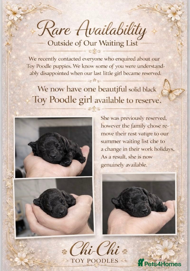 Toy Poodle dogs Beautiful toy poodle girl  - Advert 6