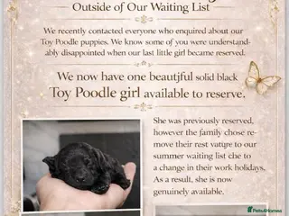 Toy Poodle dogs Beautiful toy poodle girl - Advert 6