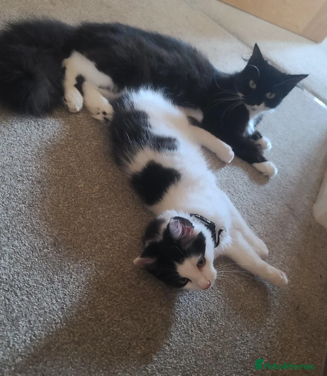 Maine Coon cats for sale: Female half maine coon 5 months old  - Advert 3