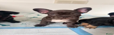 French Bulldog 3