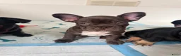 French Bulldog dogs for sale: French Bulldogs  - Advert 7