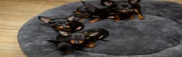 Miniature Pinscher dogs for sale: Miniature pinchers in Chatham - Advert 14