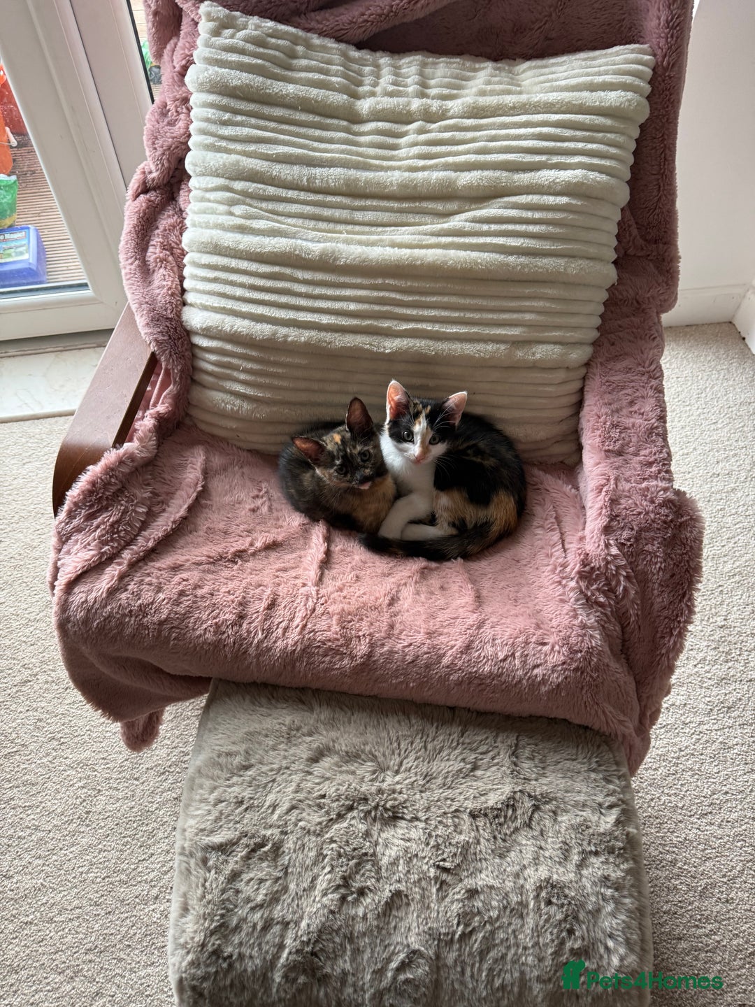 Oriental cats for sale: Adorable kittens ready to go - Image 4