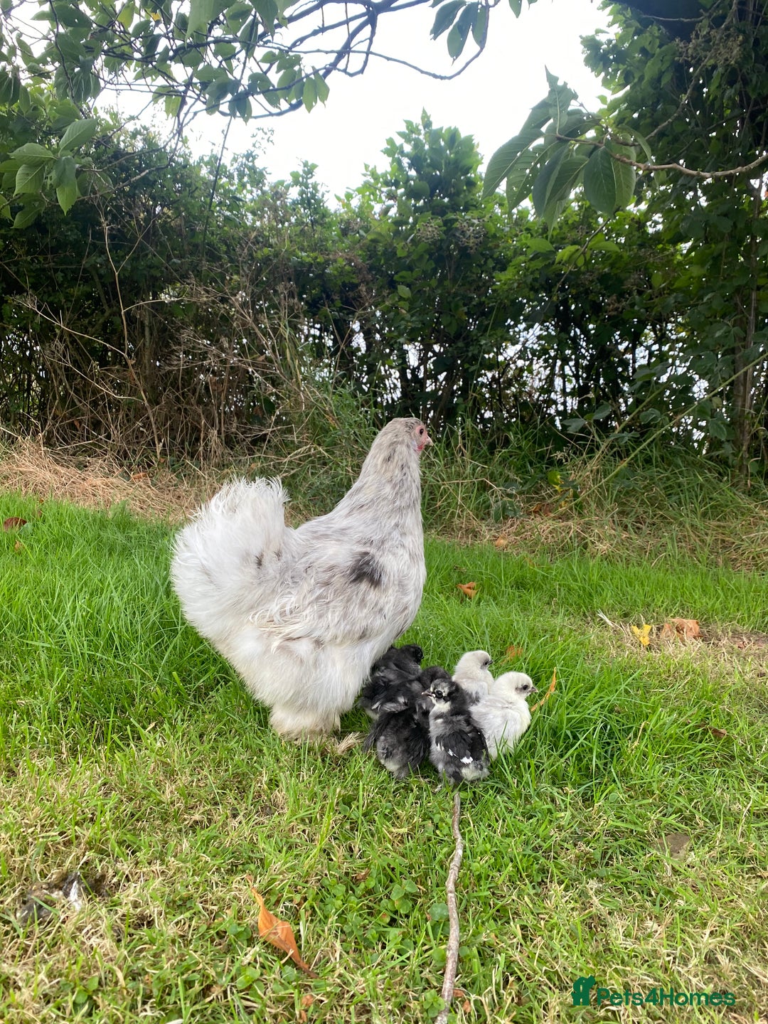 Hens poultry for sale: Purebred silkie hen with 7 purebred chicks - Image 3