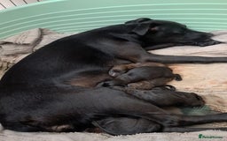 Patterdale Terrier dogs for sale: Patterdale pups - Image 30