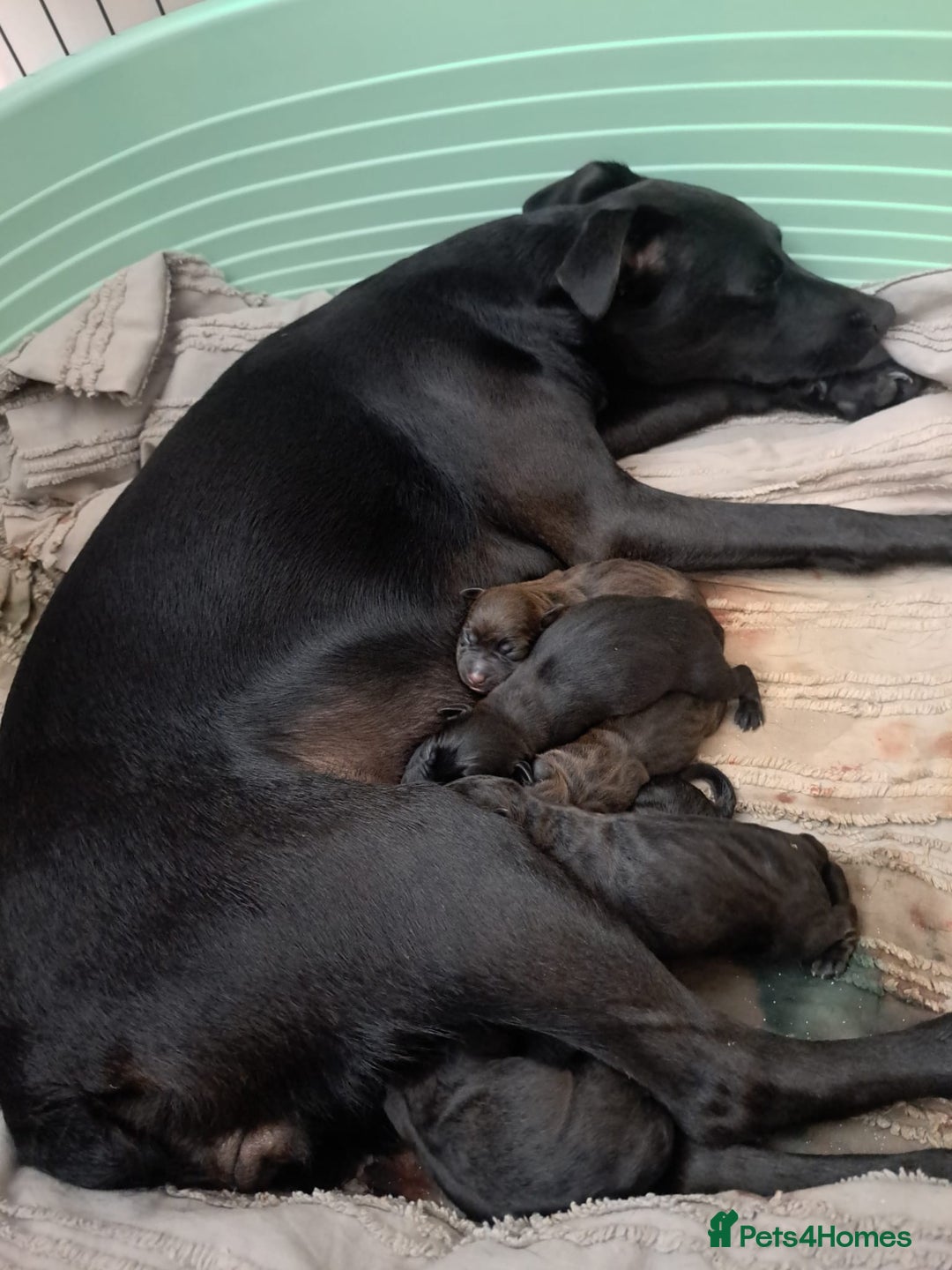Patterdale Terrier dogs for sale: Patterdale pups - Image 30