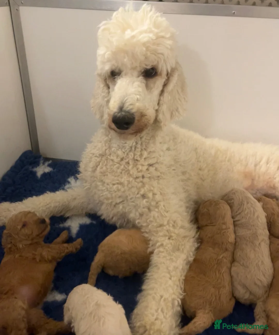 Standard Poodle dogs for sale: Stunning litter standard poodles  - Advert 2