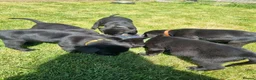 Labrador Retriever dogs for sale: Working KC Black Labradors Puppies - Advert 3