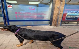 Mixed Breed dogs for sale: Rottweiler  and long haired shepherd mix pups - Advert 2