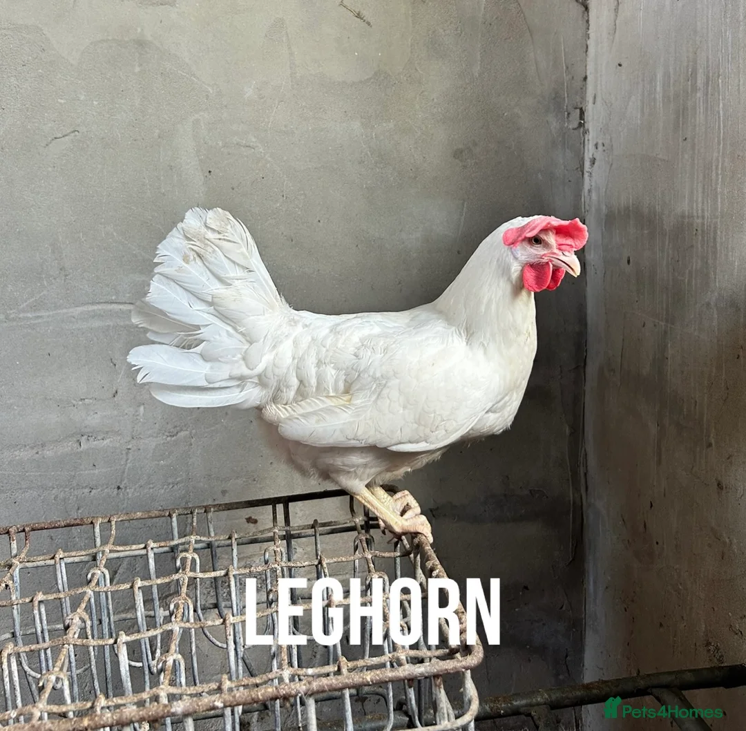 Chickens poultry for sale: Chicken hens poultry laying hens hybrid - Advert 12