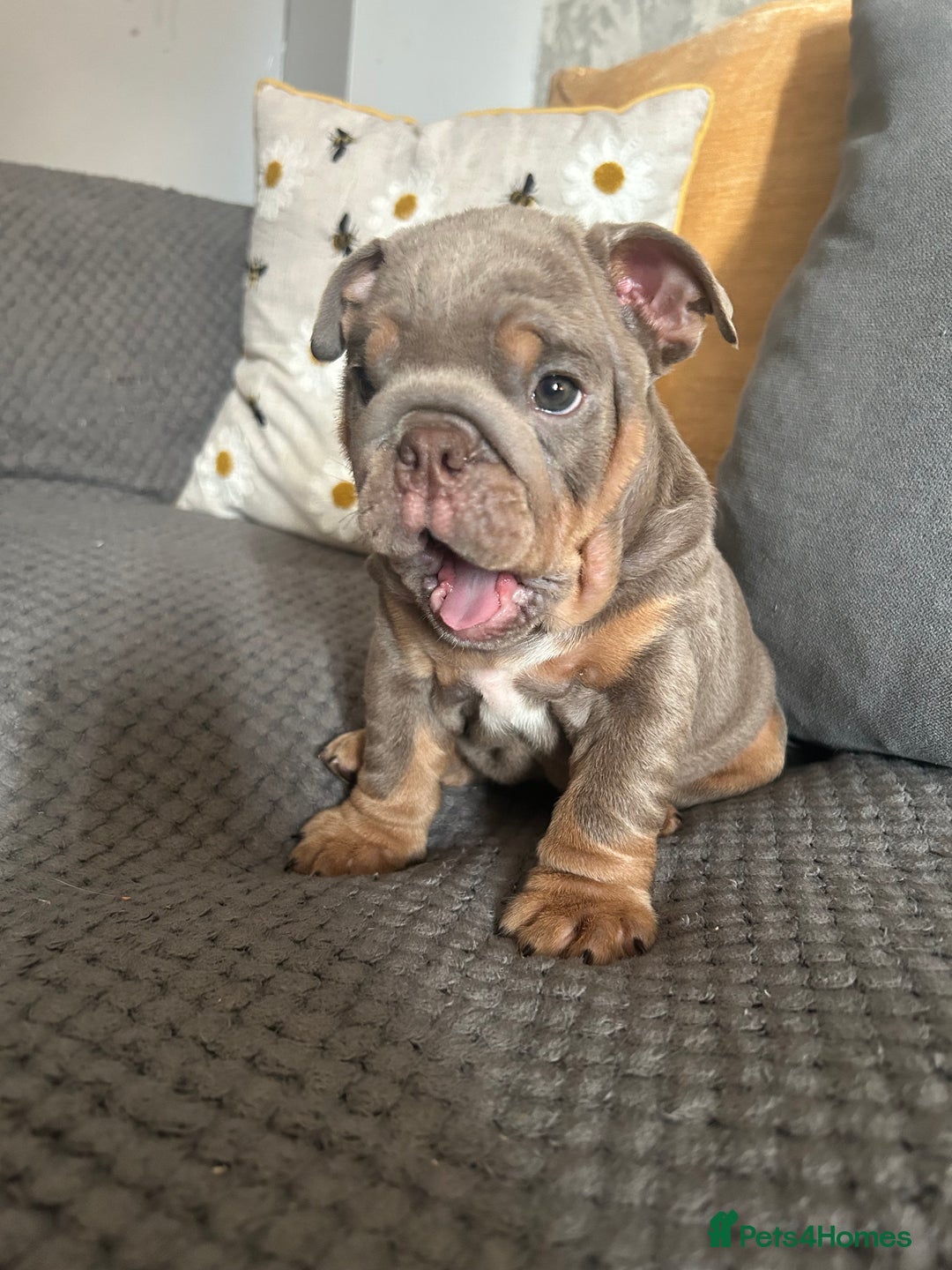 English Bulldog dogs for sale: Lilac and tan miniature female  - Image 10