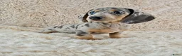Miniature Dachshund dogs for sale: KC Registered Miniature Dachshund Puppies  - Advert 11