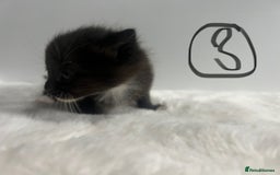 Mixed Breed cats for sale: 6 stunning kitten  - Image 6