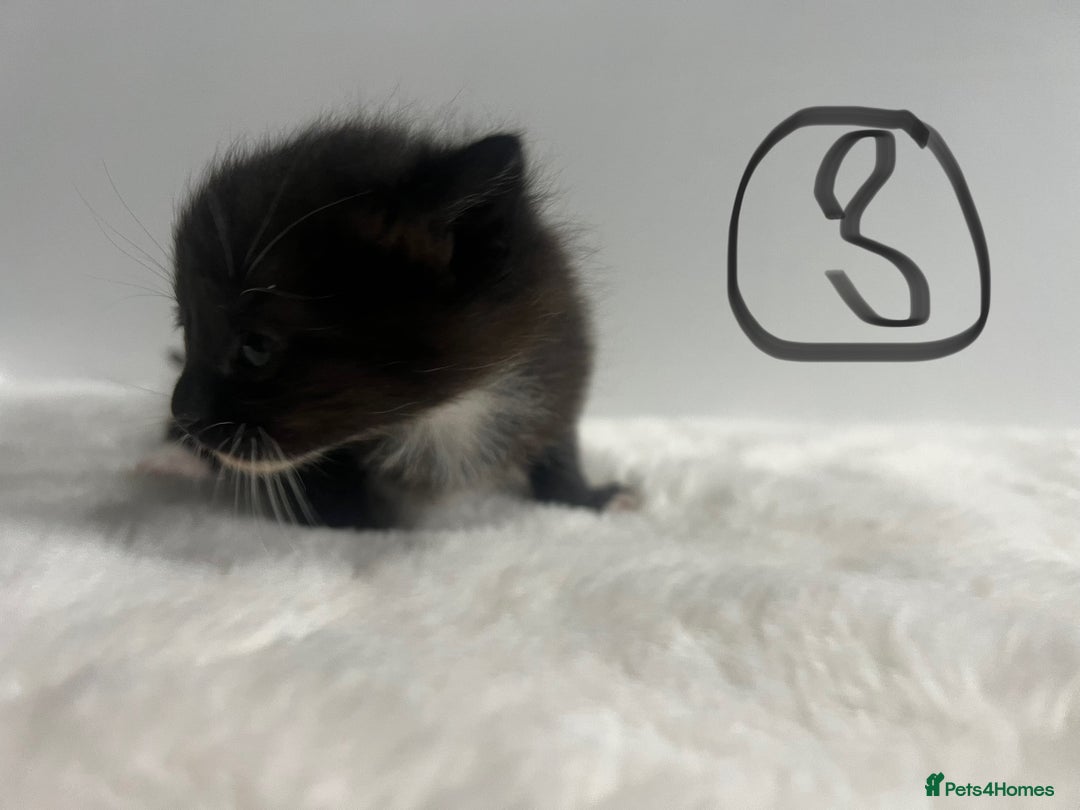 Mixed Breed cats for sale: 6 stunning kitten  - Image 6