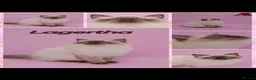 Ragdoll cats for sale: Gccf ragdoll female  - Advert 2