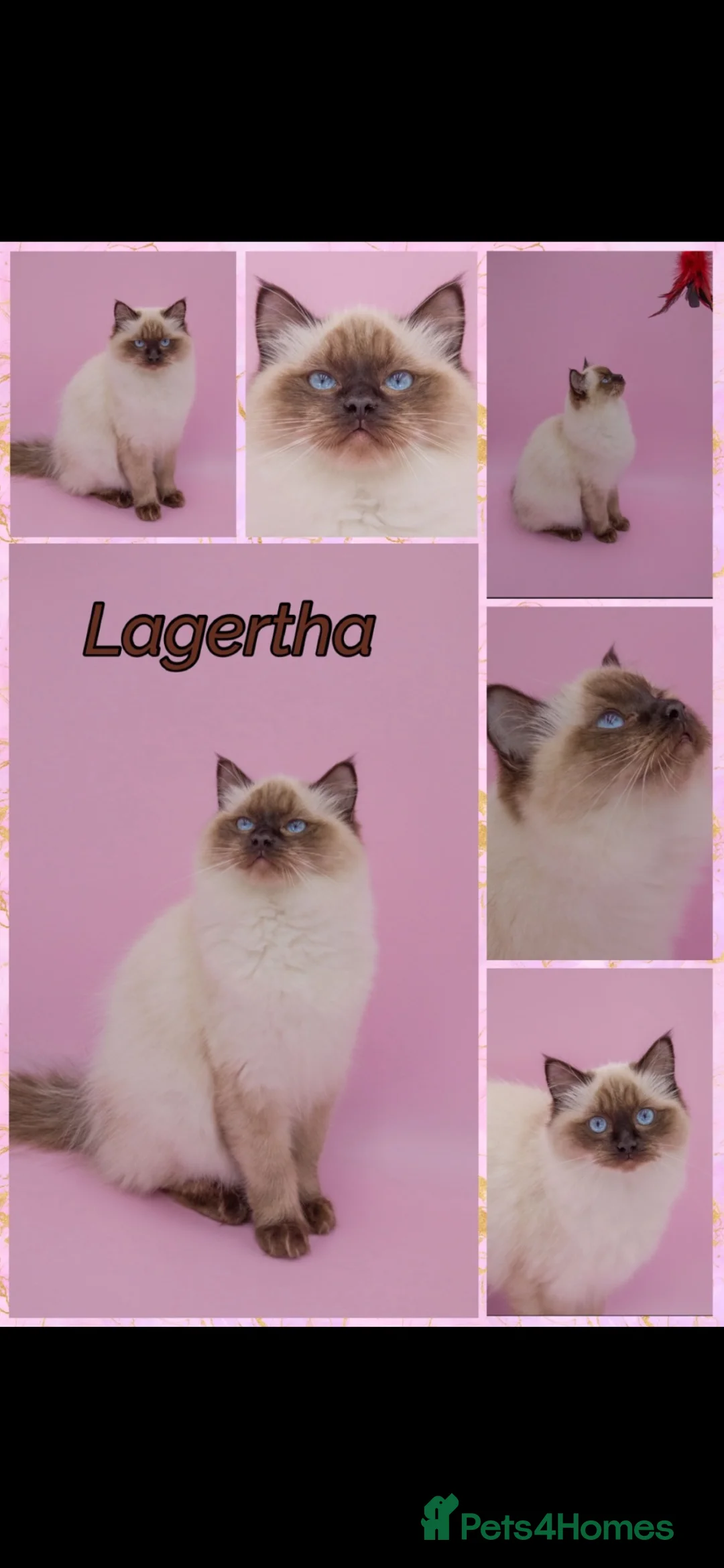 Ragdoll cats for sale: Gccf ragdoll female  - Advert 2