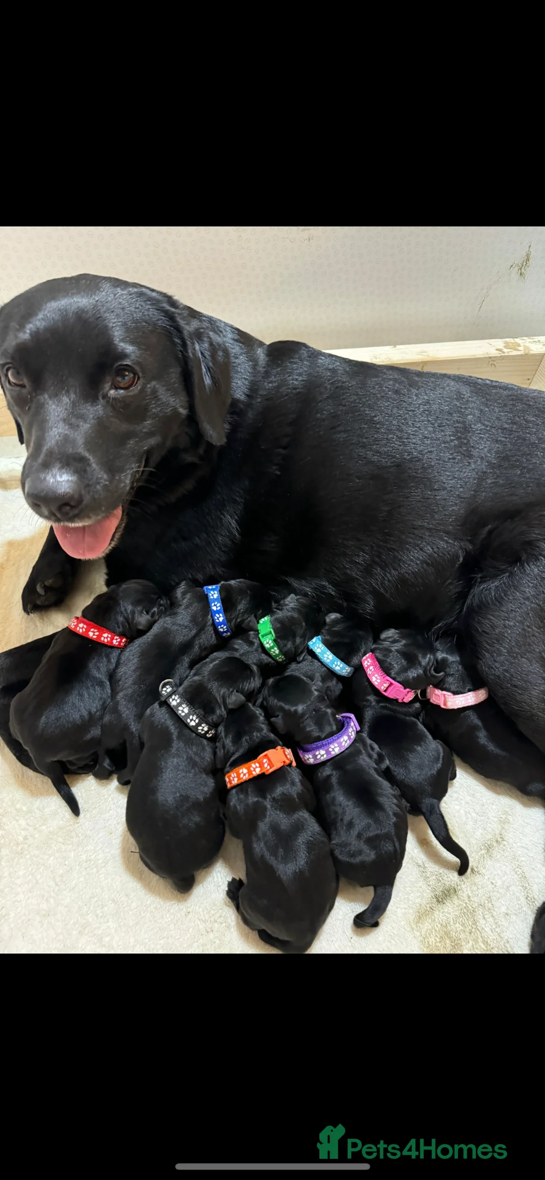 Labrador Retriever dogs for sale: Health Checked Pedigree Labrador Puppies - Advert 2