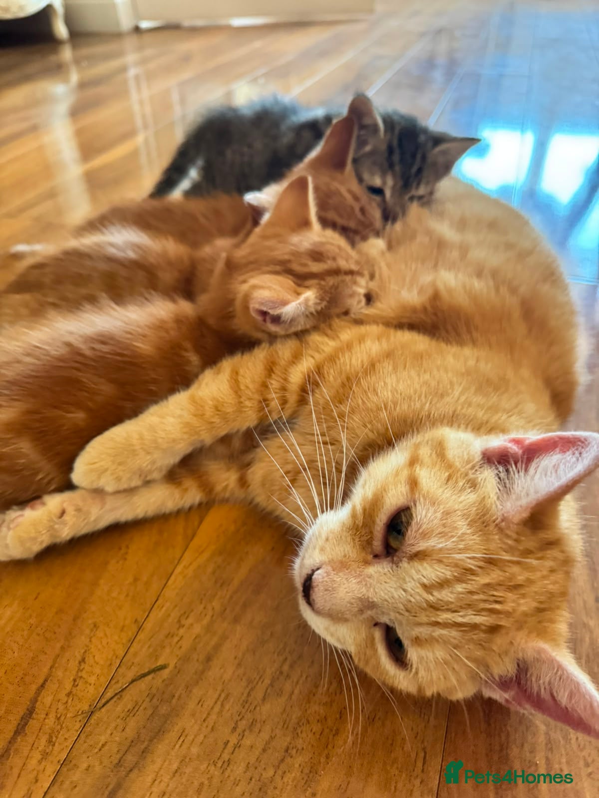 Domestic Shorthair cats for sale: Domestic Shorthair Kittens (3 males, 1 female) - Advert 1
