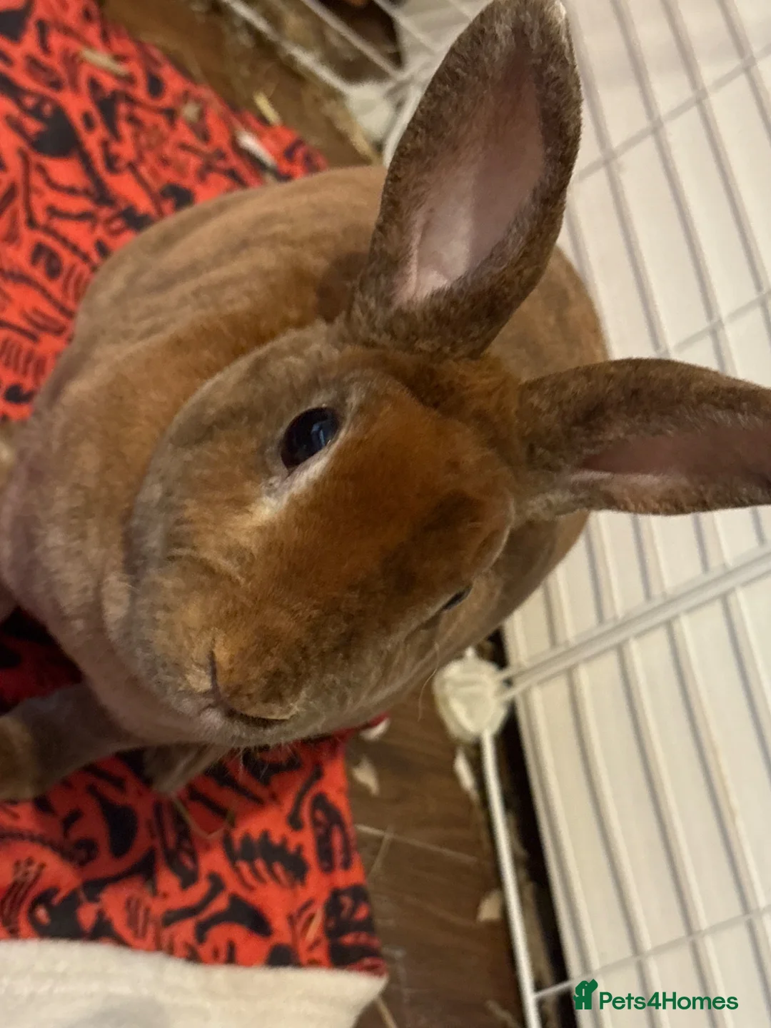 Rex rabbits for sale: Gorgeous Rex Boy - Derek  in Gloucester - Advert 2