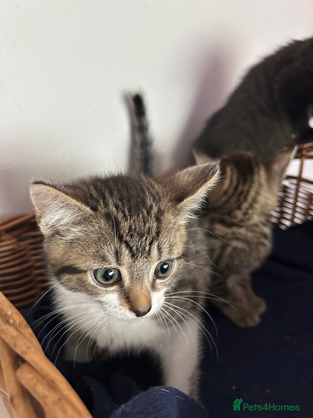 Mixed Breed cats for sale: Mixed Breed Kittens available - Image 4