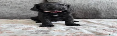 Juliet- Light pink collar 