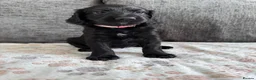 Mixed Breed dogs for sale: READY TO LEAVE NOW!  - Advert 19