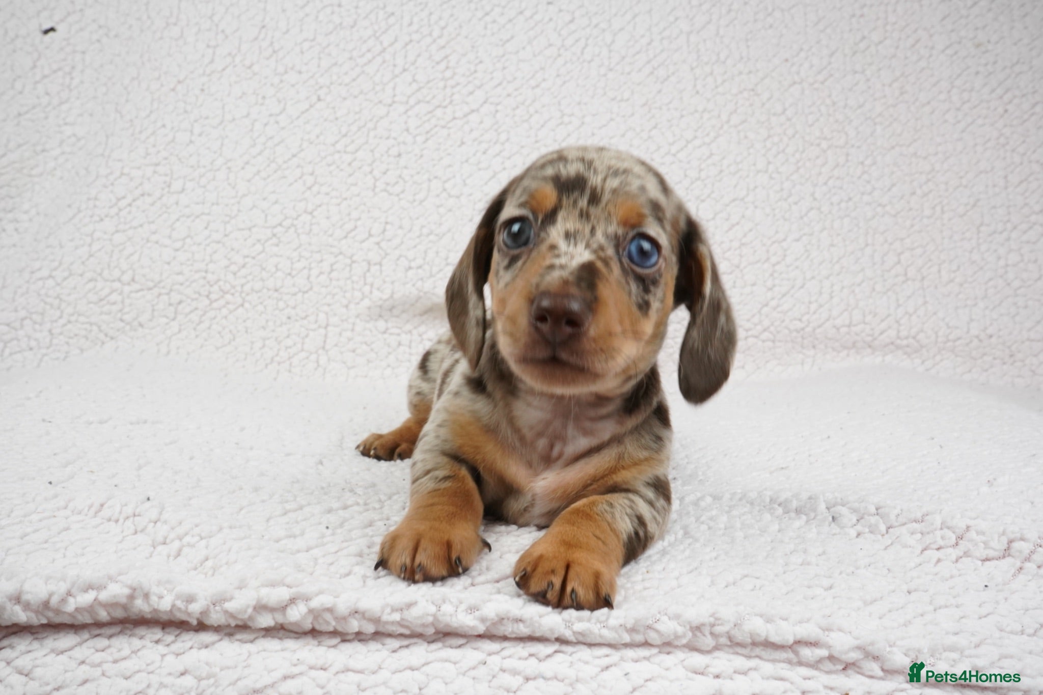 Miniature Dachshund dogs KC Registered Miniature Dachshund Puppies - Advert 17