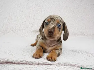 Miniature Dachshund dogs KC Registered Miniature Dachshund Puppies - Advert 4