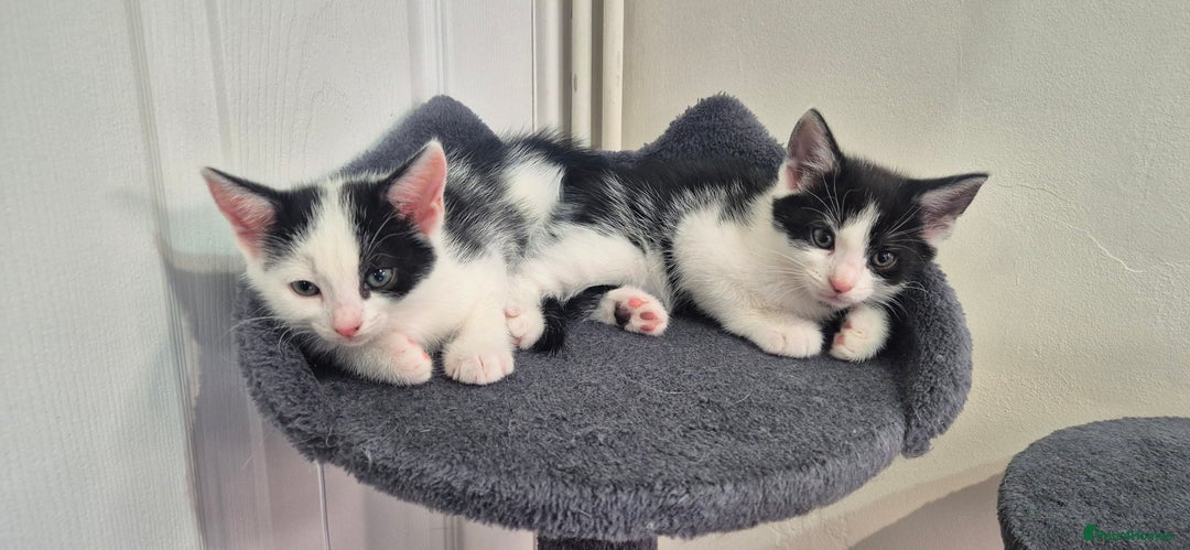 European cats for sale: Kitten for free - Image 3