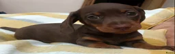Miniature Dachshund dogs for sale: Kc Registered, PRA Clear, Chocolate & tan girls - Advert 6