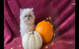 Persian cats for sale: 2 ULTRA AFFECTIONATE COLOURPOINT PERSIAN KITTENS  - Image 12