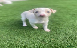 Italian Greyhound dogs for sale: Italian greyhound puppies - Image 8