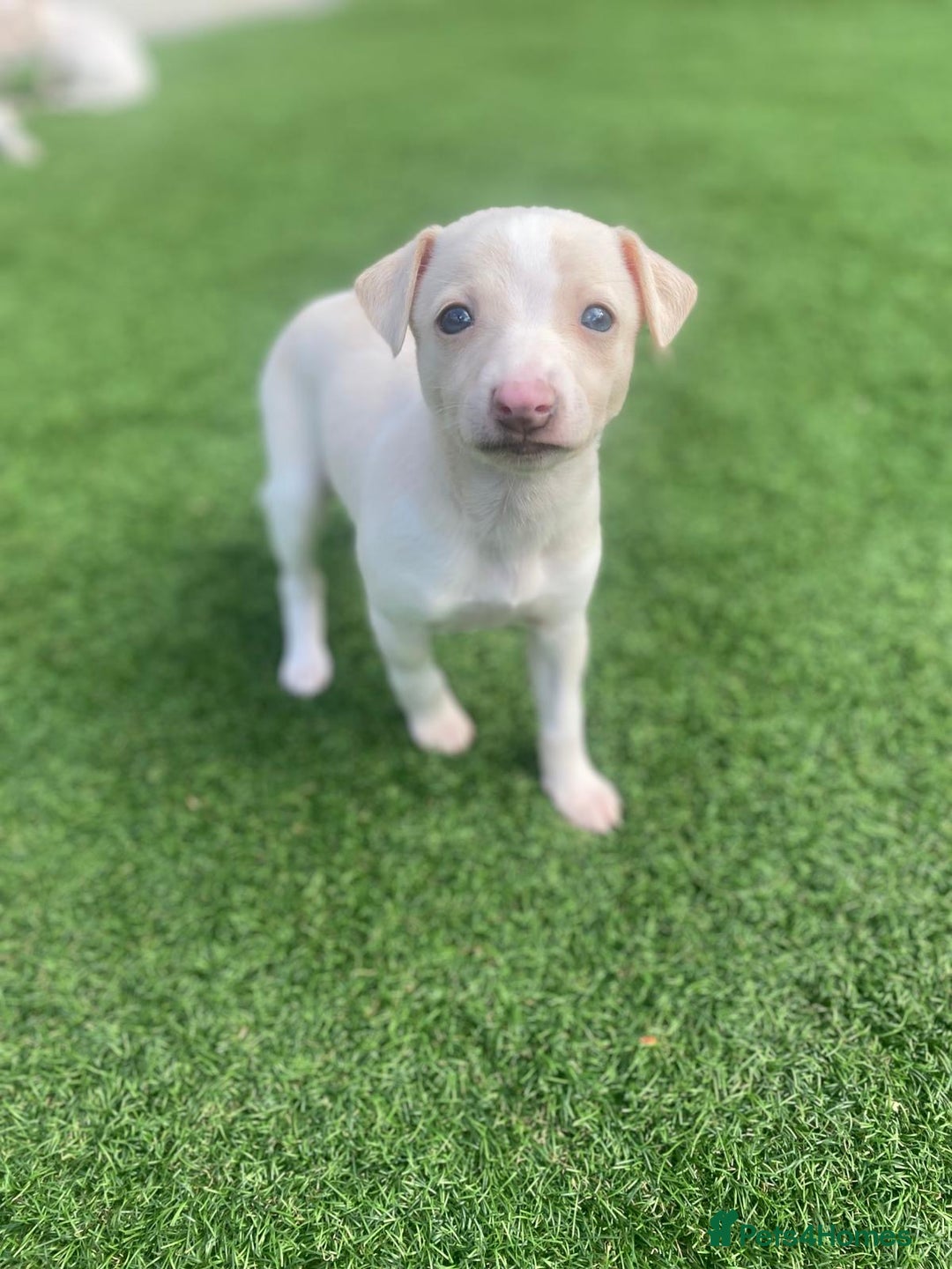 Italian Greyhound dogs for sale: Italian greyhound puppies - Image 8