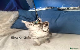 Maine Coon cats for sale: XXL  Ready Now TICA pure bread Maine Coon Kittens  - Image 20
