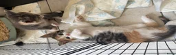 Maine Coon cats for sale: TORTOISESHELL MAINE COON X KITTENS - Advert 40