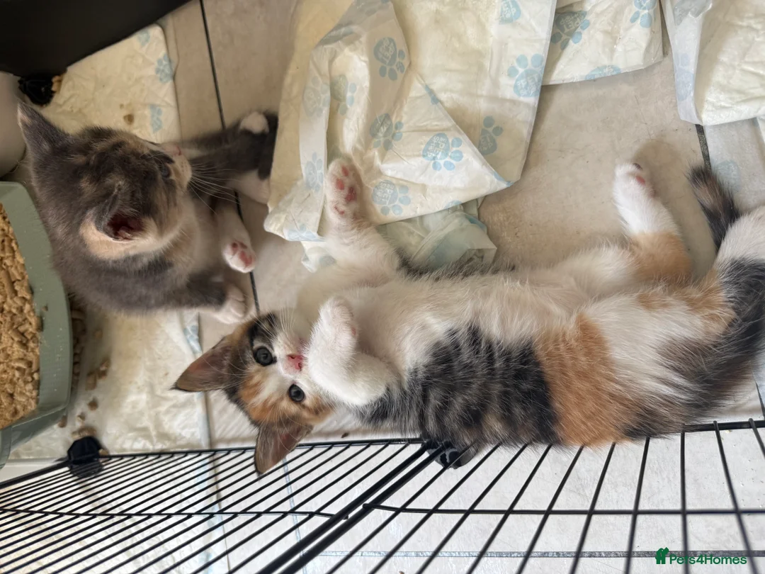 Maine Coon cats for sale: TORTOISESHELL MAINE COON X KITTENS - Advert 40