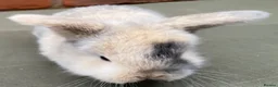 Mini Lop rabbits for sale: STUNNING PURE BRED MINI LOPS MUST SEE - Advert 6