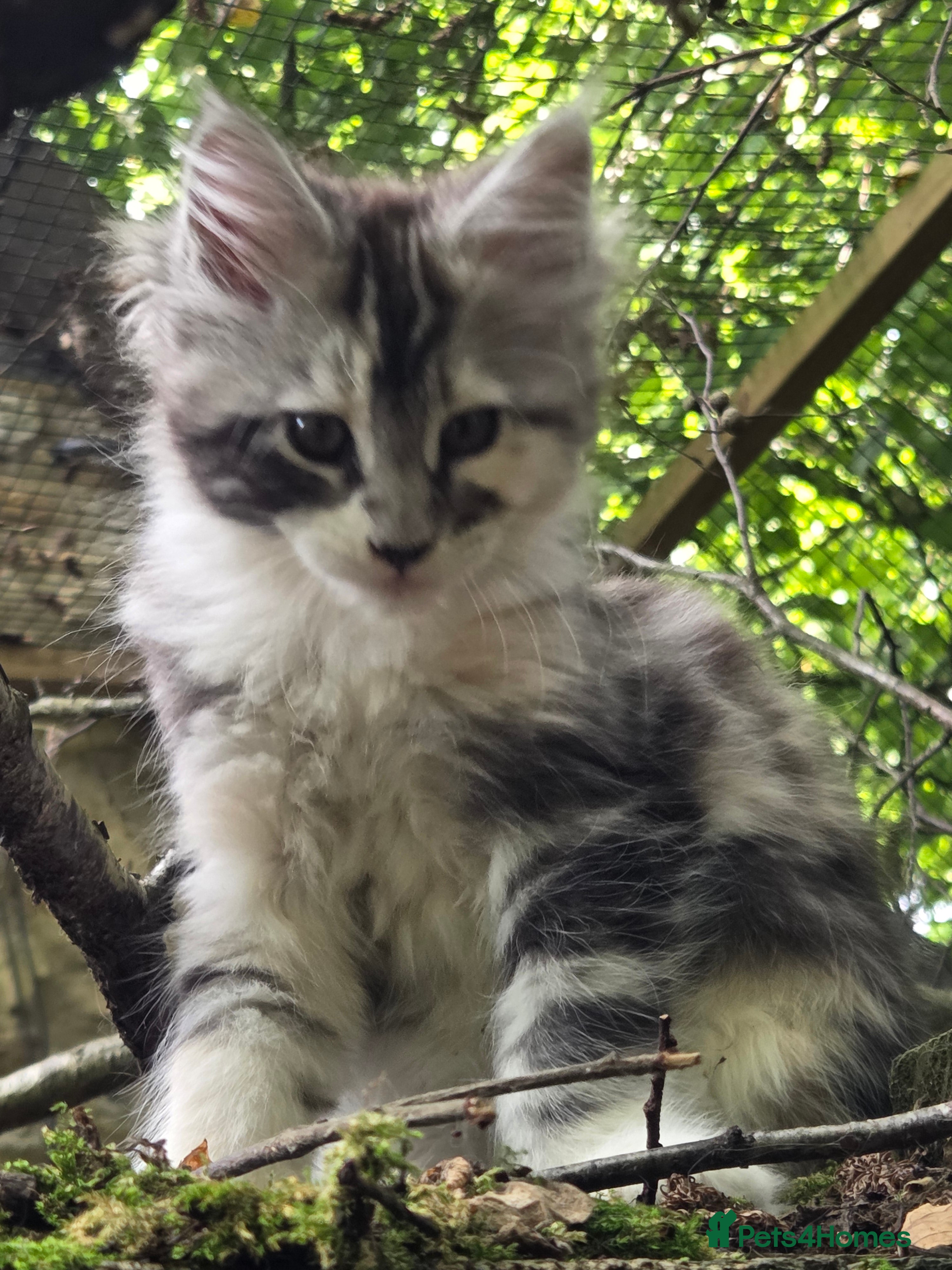 Maine Coon cats Pair of Maine Coon kittens from Registered parents - Advert 2